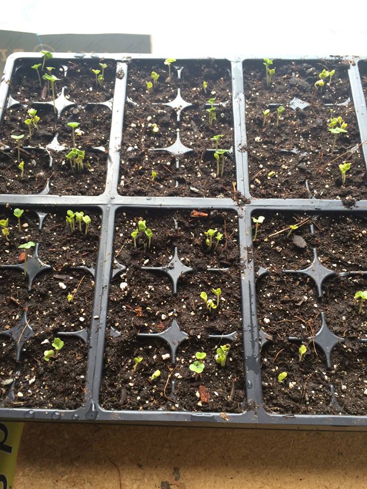 983588_10153990010730093_1270835564_n