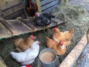 png;base64205841380a4e7c8